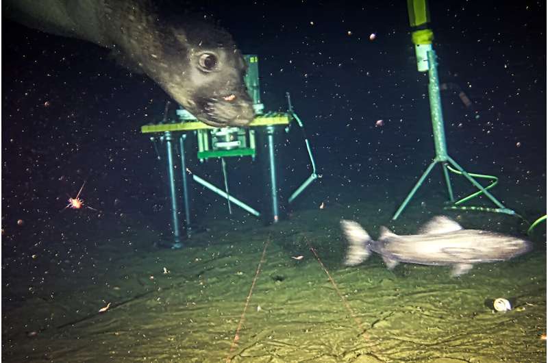 Northern elephant seals use deep-sea research sonar as dinner bell