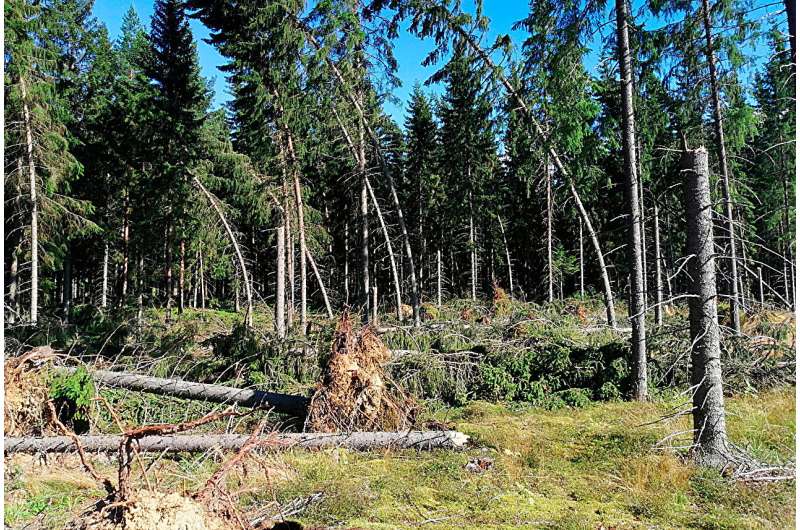 Norway spruce in Finland is susceptible to European spruce bark beetle damage especially near clear-cuts