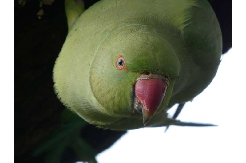 Not in the countryside please! Resident perceptions of the ring-necked parakeet in the UK