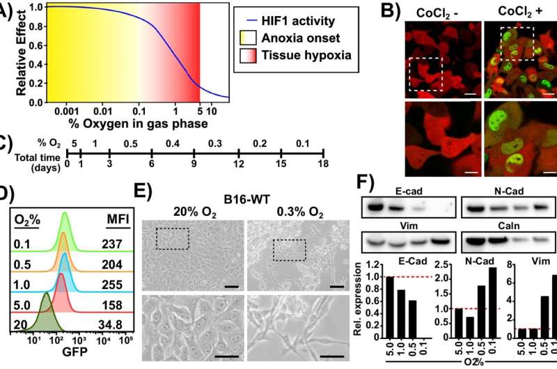 Novel approach to study hypoxia enables identification of a marker for ovarian cancers