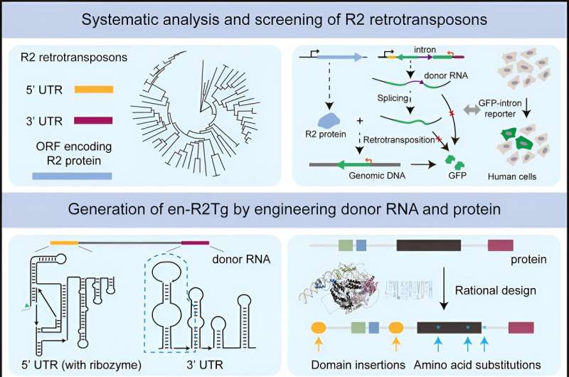 Novel gene writing technology enables all-RNA-mediated targeted gene integration in human cells
