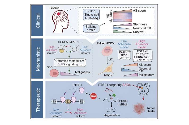 Novel genetic mechanisms may serve as therapeutic target against glioma