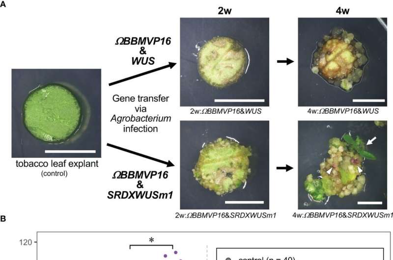 Novel genetic plant regeneration approach without the application of phytohormones