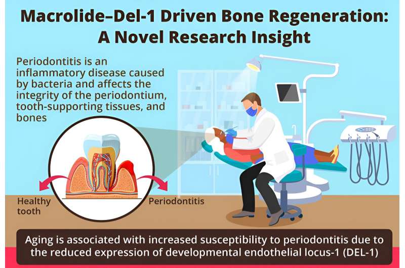 Novel macrolide–DEL-1 axis drives bone regeneration in aging individuals