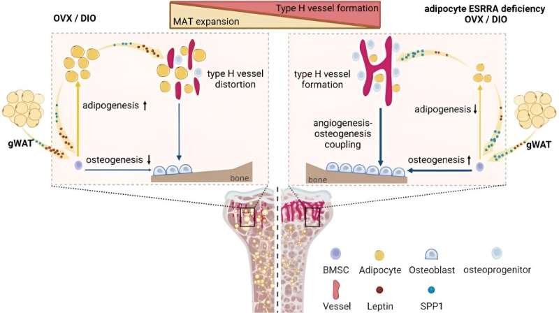 Novel mechanism for targeting bone marrow adipocytes to prevent bone loss