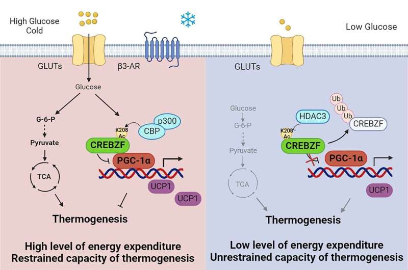 Novel mechanisms of glucose sensing by adipocytes in regulating thermogenesis and energy metabolism