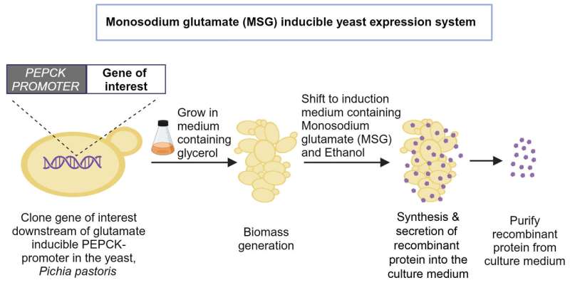 Novel method for mass production of recombinant proteins