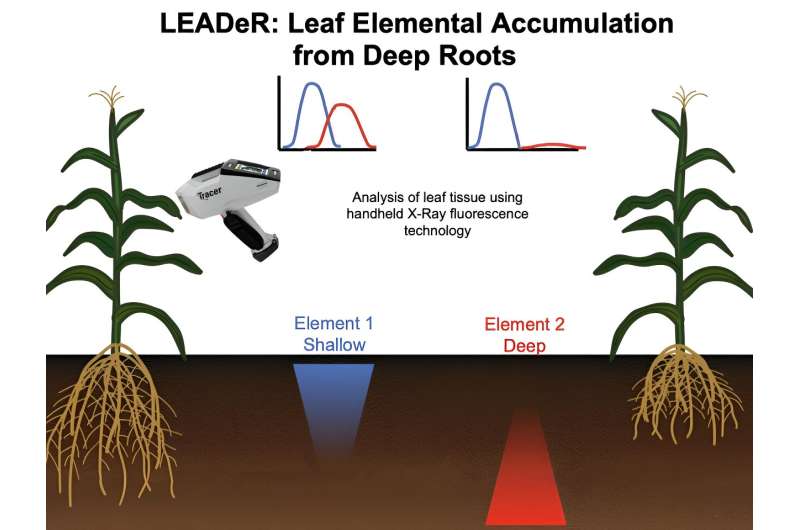 Un nuevo método para medir la profundidad de las raíces puede conducir a cultivos más resistentes