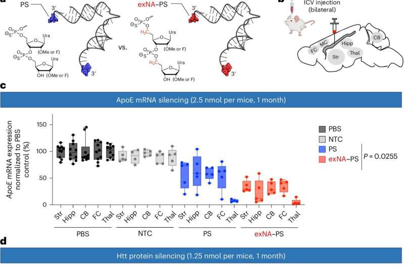 Novel siRNA backbone enhances stability, durability of oligonucleotide therapeutic platform