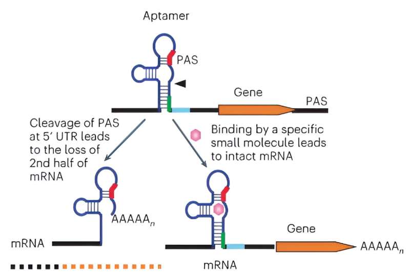 Novel switch turns genes on/off on cue, a promising step toward safer gene therapy