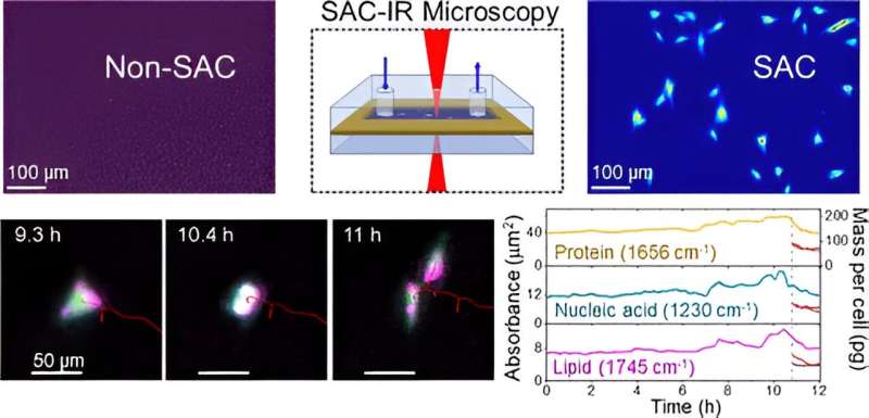 Now live: Living cells can be seen with infrared light