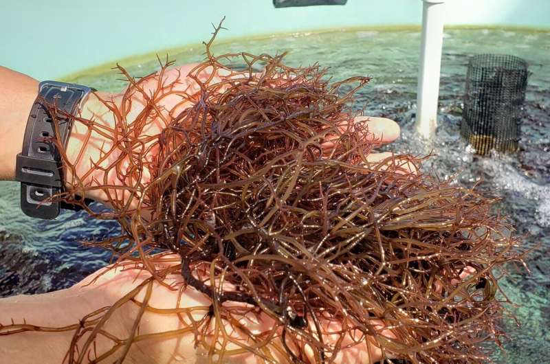 Nutritional rewards and risks revealed for edible seaweed around Hawaii