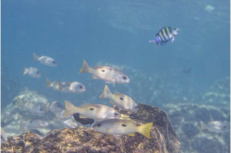 Des chercheurs de NYU Abu Dhabi identifient des stratégies de survie uniques adoptées par les poissons dans les eaux les plus chaudes du monde