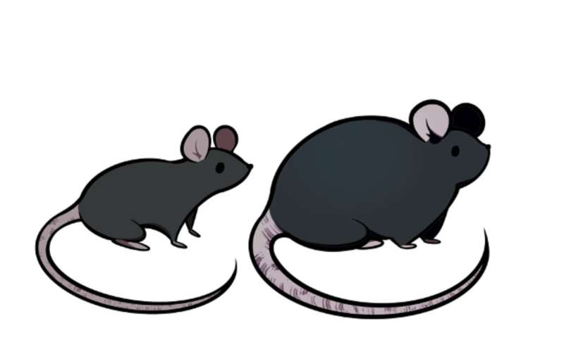 Obesity disrupts normal liver function in mice