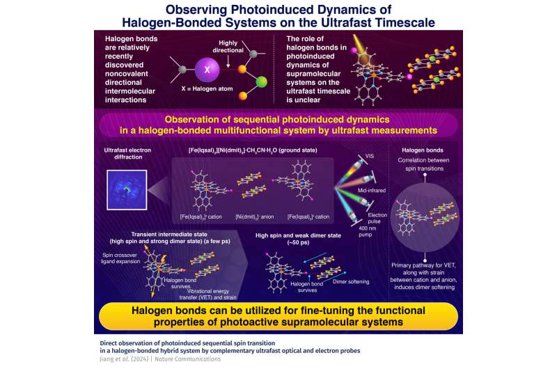 Observing ultrafast photoinduced dynamics in a halogen-bonded supramolecular system