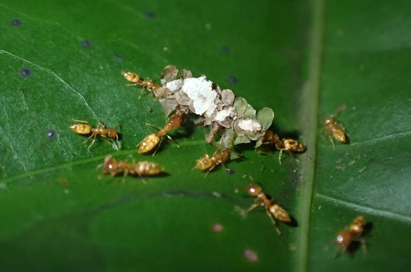 Of ants and trees: 'Evolutionary déjà' in the tropical rainforest