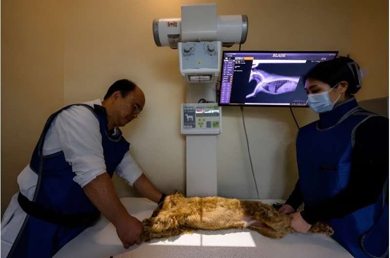 Oh I-se (L), veterinarian and CEO of Sky Animal Medical Group, X-rays Mozzi with an assistant before using the 'X Caliber' software to help pinpoint abnormalities