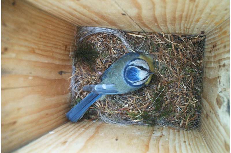 Older male blue tits out-compete young males when it comes to extra-marital breeding