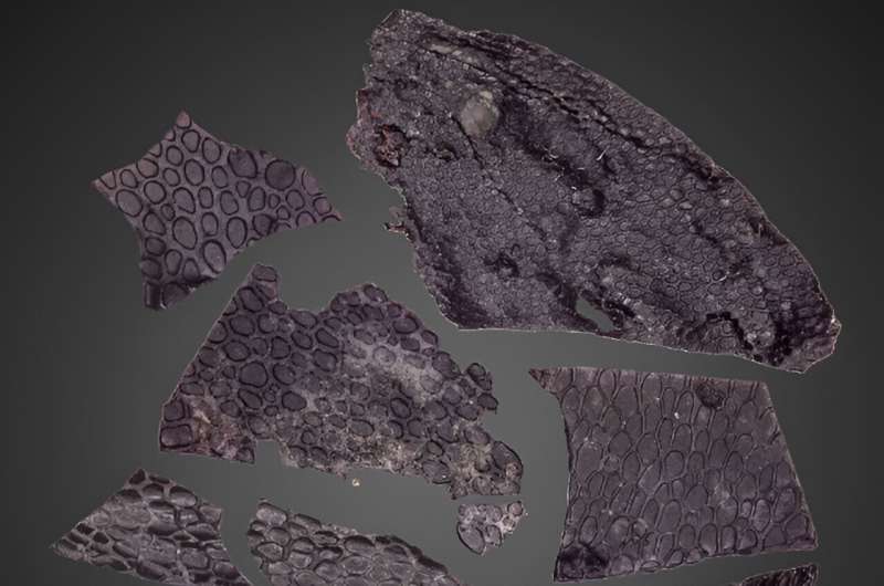 Oldest known fossilized skin is 21 million years older than previous examples