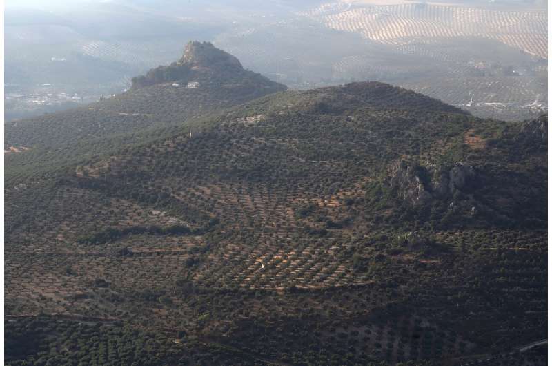 Olive trees cover many hillsides in southern Spain, such as these in Jaen