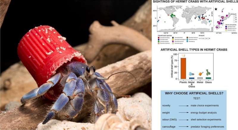 On tropical coasts, hermit crabs are now making their homes in plastic waste
