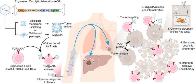 ONCOTECH combines oncolytic virotherapy and adoptive T cell therapy for cancer treatment