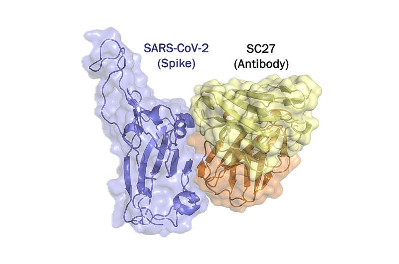 One antibody to neutralize them all?