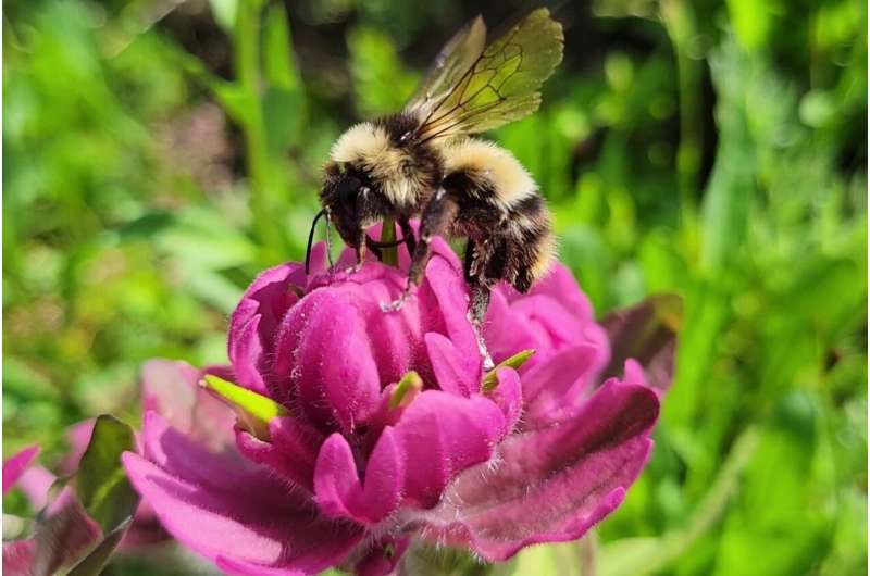 One in five Colorado bumblebees are endangered, new report says 