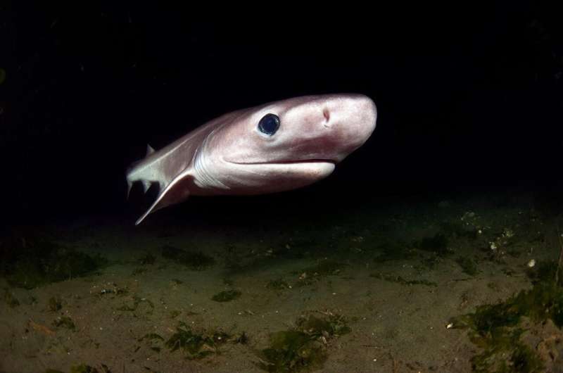 One in seven deepwater sharks and rays at risk of extinction—SFU News