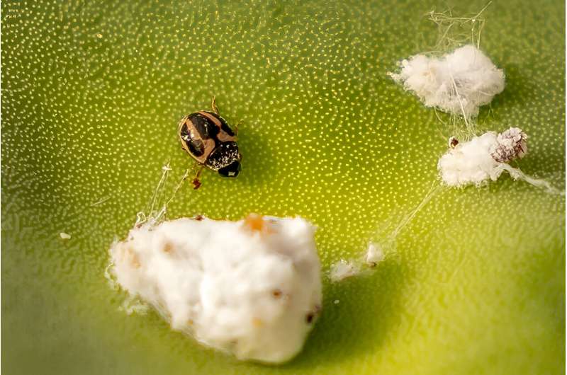 One solution to cochineal infestations is spreading the Hyperaspis trifurcata ladybird -- also native to the Americas -- among the cacti, which preys on cochineal