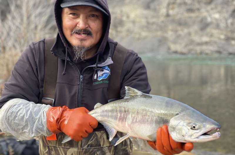 'Open gates' in warming Arctic are expanding salmon range