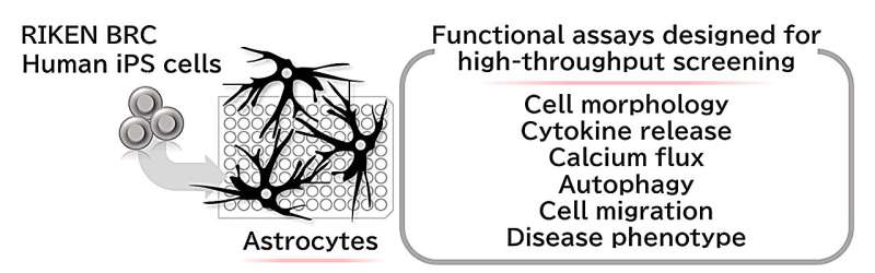 Optimizing differentiation protocols and experimental assays to study patient-specific astrocytes