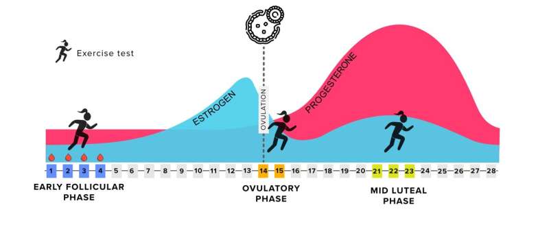 Optimizing training around your menstrual cycle? New research shows that might not be that simple