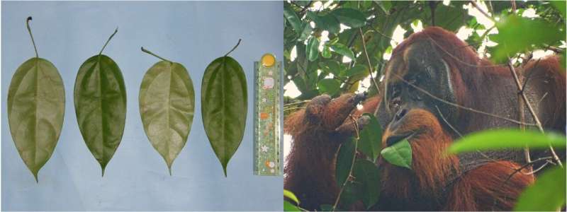 Orangutan treats wound with pain-relieving plant