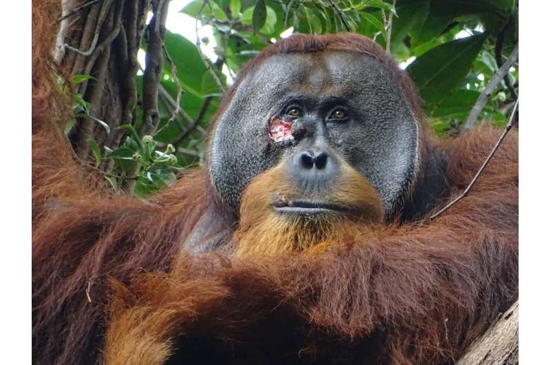 Orangutan treats wound with pain-relieving plant