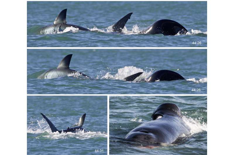 Orcas demonstrating they no longer need to hunt in packs to take down the great white shark