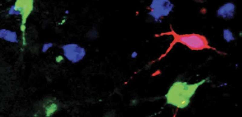 Orexin neurons found to track how fast blood glucose is changing