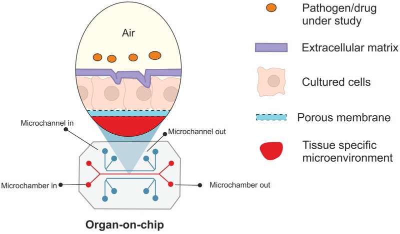Organs-on-chips provide insights into molecular mechanisms of disease, facilitate design of newer treatment strategies
