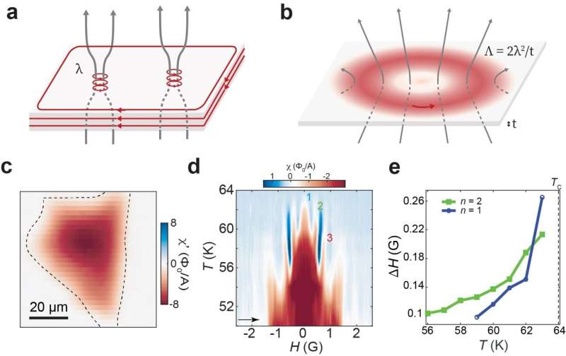 Oscillating paramagnetic Meissner effect and Berezinskii-Kosterlitz-Thouless transition in cuprate superconductor