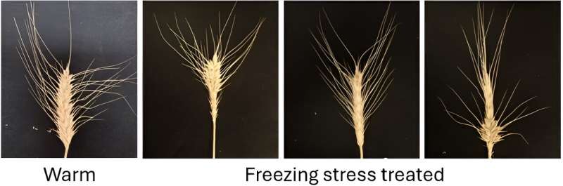 Out in the cold: enhancing frost tolerance in wheat