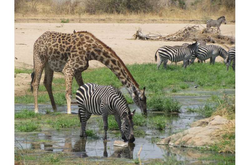 Out on dry land: Water shortage threatens species in Ruaha National Park in Tanzania