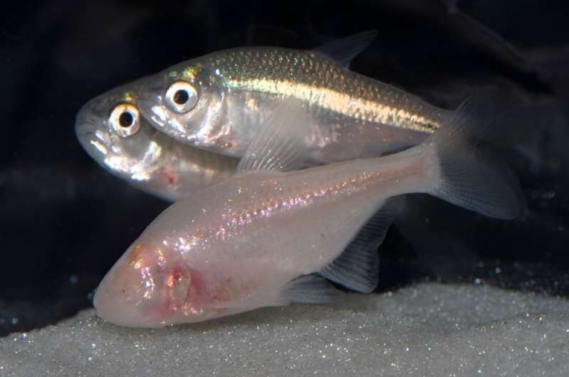 Overeating and starving both damage the liver: Cavefish provide new insight into fatty liver disease