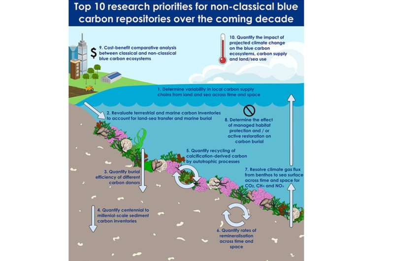 Overlooked coastal marine ecosystems capture carbon dioxide