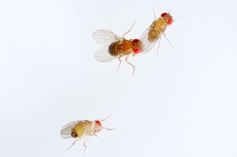 Oxidant pollutant ozone removes mating barriers between fly species