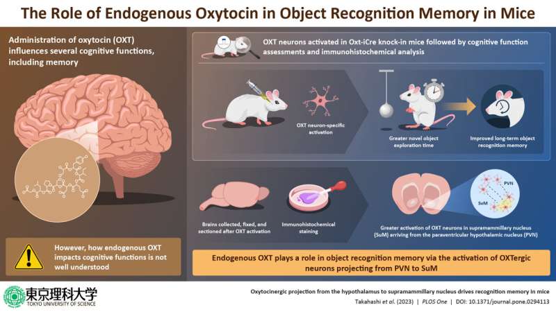 Oxytocin: the love hormone that holds the key to better memory