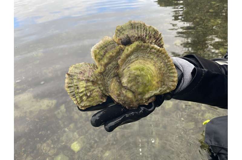 Oysters in Norway can help sick shellfish in Europe
