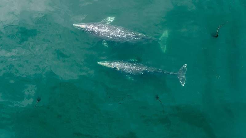 Pacific Coast Gray Whales Have Declined 13% in Last 20-30 Years, Oregon State Study Finds