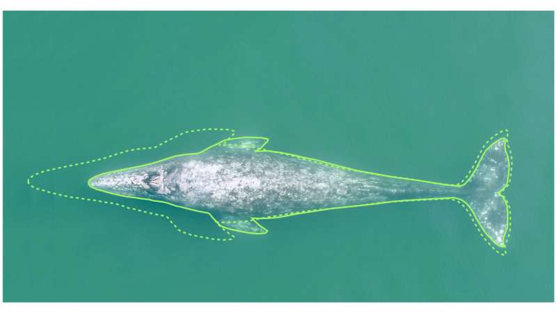 Pacific coast gray whales have gotten 13% shorter in the past 20-30 years, Oregon State study finds