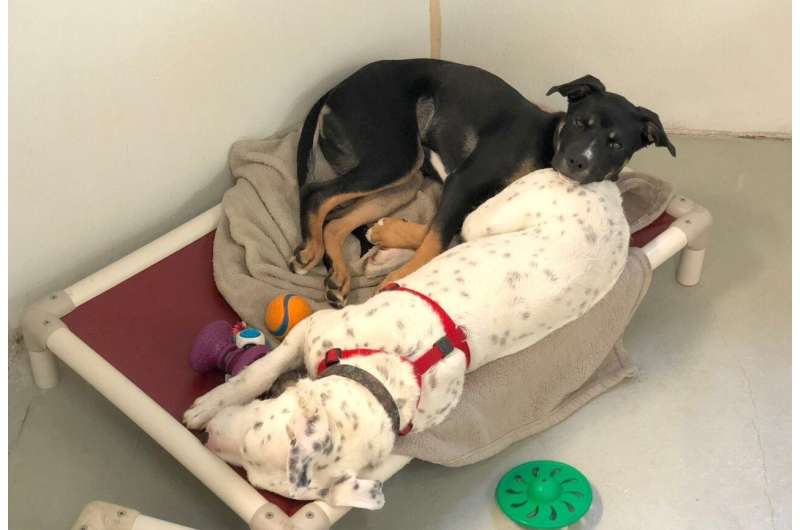 Pairing shelter dogs has 'pawsitive' results