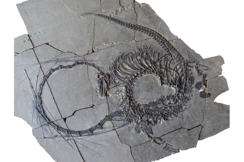 Paleontologists discover a 240-million-year-old "Chinese dragon"